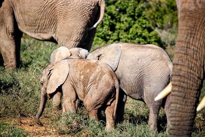 Elephant in grass