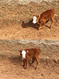 Dog standing on field