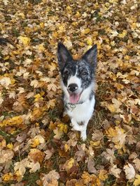 High angle view of dog on leaves during autumn