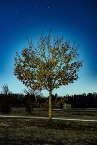 Trees on field against clear sky at night