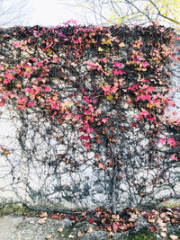 Close-up of pink flowering plants against wall