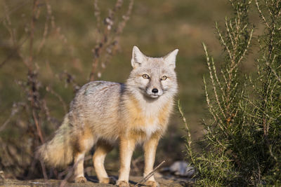 Portrait of fox on field