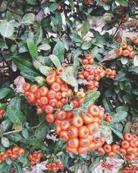 Close-up of cherries growing on plant