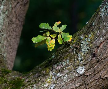 Close-up of moss growing on tree trunk