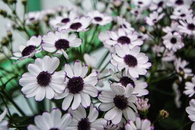 Close-up of flowers blooming outdoors