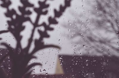 Close-up of water drops on leaf