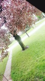 Trees on field against sky