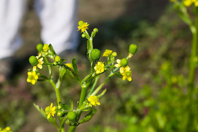 Close-up of flowering plant on field