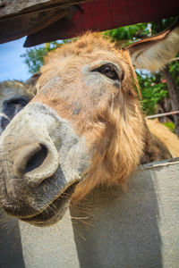 Close-up of a horse