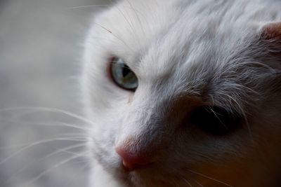 Close-up portrait of cat