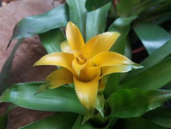 Close-up of yellow flowering plant