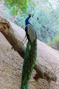 Bird perching on a tree