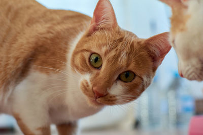 Close-up portrait of a cat