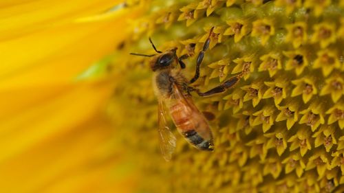 Close-up of bee pollinating on yellow flower