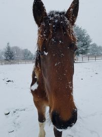 Horse standing on snow field during winter