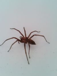 Close-up of spider on white background