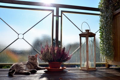 Cat lying by potted plant and old-fashioned lantern against railing at balcony