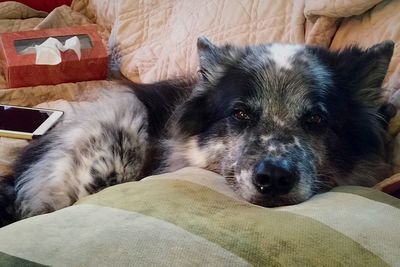 Close-up of dog lying on sofa