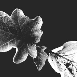 Close-up of flower over black background