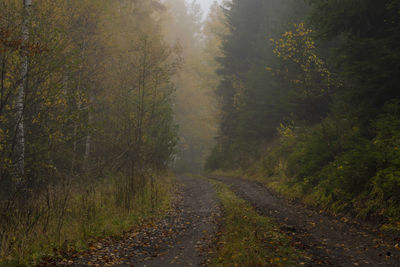 Road amidst trees in forest