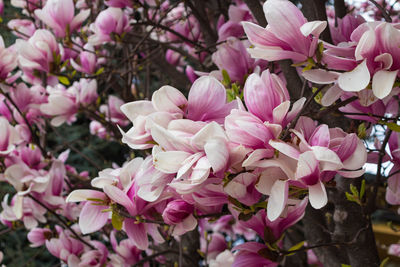 Close-up of pink flowers