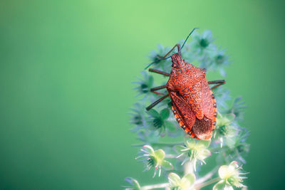 Close-up of butterfly on plant