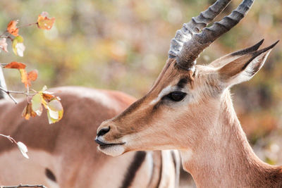 Close-up of deer