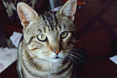 Close-up portrait of a cat