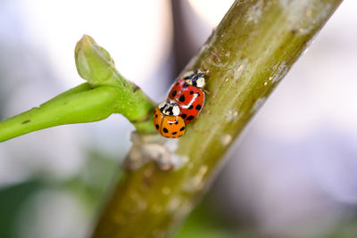 Close-up of ladybug on leaf