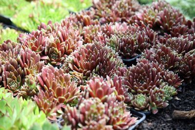 Close-up of pink flowering plants