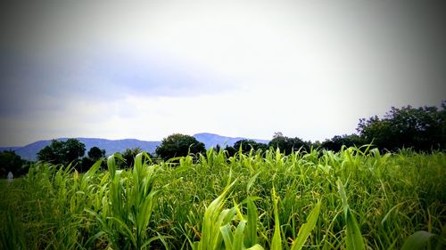 Crops growing on field against sky