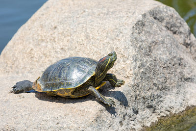 Painter turtle lounging in the sun