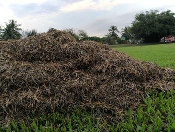 Hay bales on field against sky