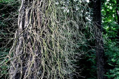 Full frame shot of tree