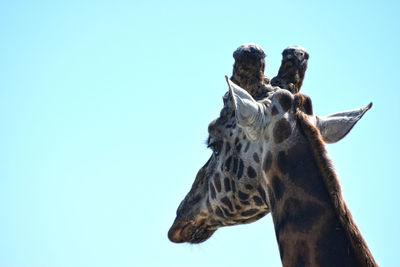 Close-up of giraffe against sky