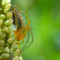 Close-up of insect on plant