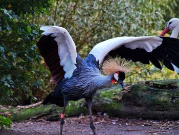 Close-up of birds