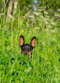 Small duck in a field