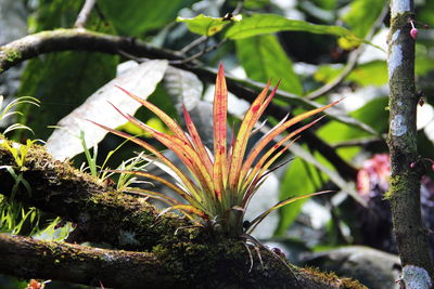 Close-up of flower tree