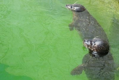 Close-up of turtle swimming in water