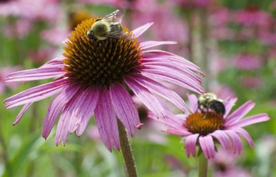 Close-up of bee pollinating on flower