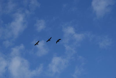 Low angle view of birds flying in sky