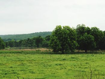 Trees on field against clear sky