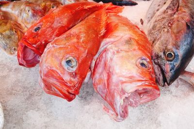 Close-up of dead fishes on crushed ice for sale in market