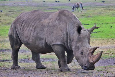 Rhinoceros walking on field