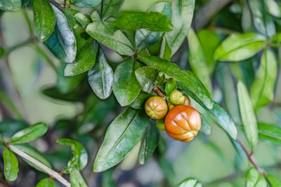 Close-up of fruits growing on plant