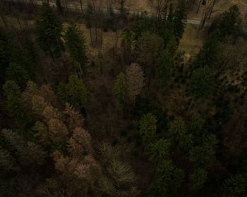 Pine trees in forest