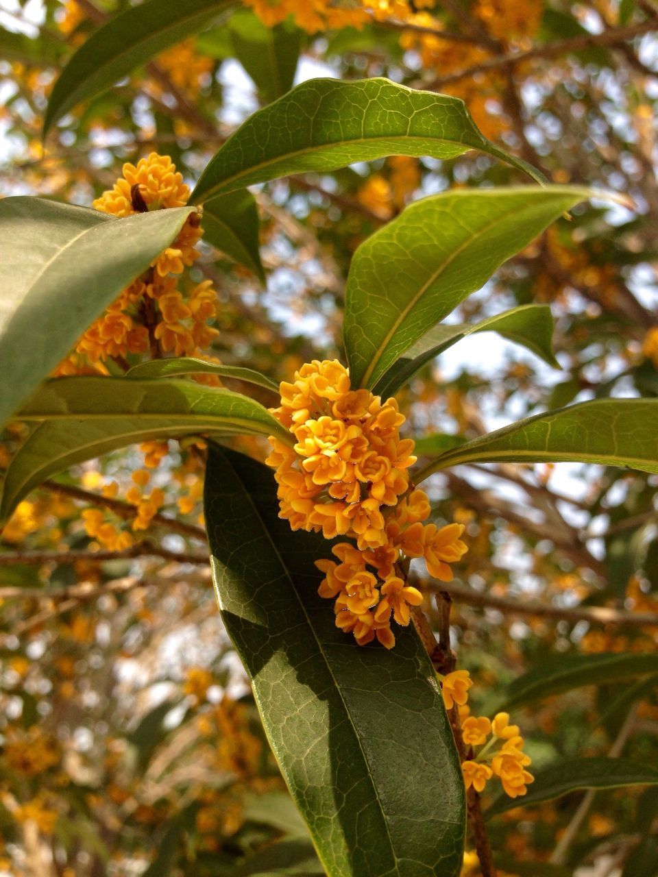 leaf, freshness, growth, flower, close-up, yellow, focus on foreground, fragility, petal, beauty in nature, nature, plant, flower head, branch, blossom, sunlight, tree, day, blooming, outdoors