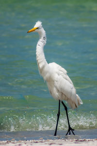 Close-up of a bird