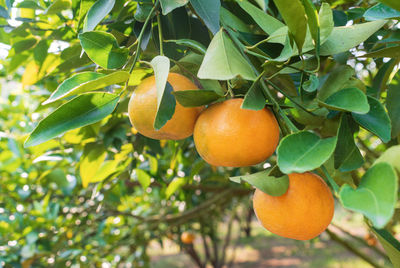 Orange fruits on tree